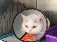 -安安宠医·安宠宠物医院