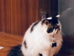 -喵园·猫主题咖啡厅·撸猫·猫咖(国贸店)