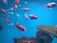 -海合安武汉极地海洋公园