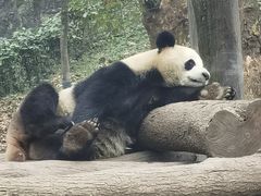 -都江堰中华大熊猫苑