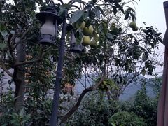-楠柏弯休闲山庄(梨花溪店)