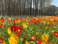 -上海共青森林公园