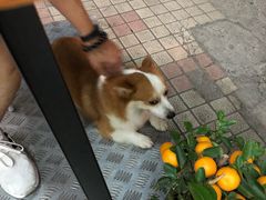 -小梁哥云吞面(黄贝岭店)