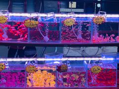 -中环花鸟鱼虫市场