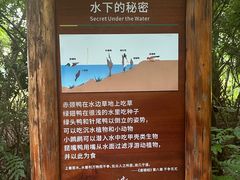 -华侨城湿地公园