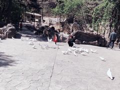 -燕塞湖鸟语林景区