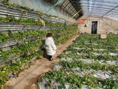 -大自然农场蔬菜草莓采摘园