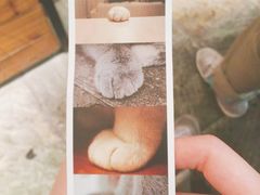 -猫咪博物馆(顶澳仔猫街店)