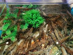 -V-ONE西雅图海鲜自助餐厅(仓山万达广场店)