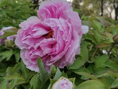 -洛阳市隋唐城遗址植物园