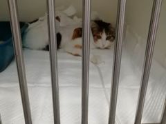 -北京观赏动物医院·24小时大型综合·猫专科·异宠专科
