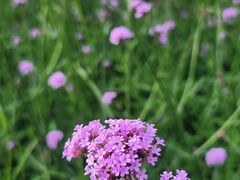 -花开海上生态园