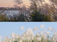 -洋湖国家湿地公园