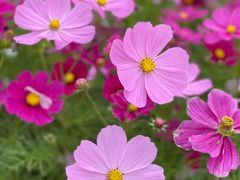 -花开海上生态园