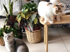 -平行世界·猫咖(首经贸店)