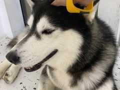 -Husky Go!哈士奇体验馆·宠物咖啡厅狗咖