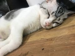 -李小姐の猫咖啡馆(五角场店)