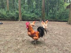 -贵州森林野生动物园