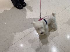 -帕帕拉兹宠物(亚洲旗舰店)