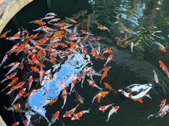 -南宫五洲植物乐园