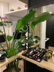 点击看大图 -Garden花園造型