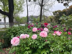 -尚湖风景区