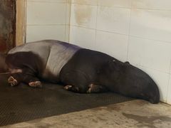 -合肥野生动物园