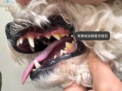 -美联众合爱康动物医院•复杂内科•肿瘤科•牙科•腔镜诊疗中心