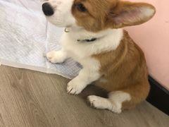 -浣熊柯尔鸭土拨鼠·电玩咖