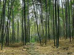 -宜兴龙背山森林公园