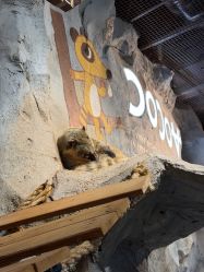 -Zoolung Zoolung动物主题公园(海信广场店)