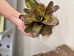 -Butchart布查德鲜花(花艺设计中心)