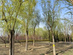 -永定河休闲森林公园