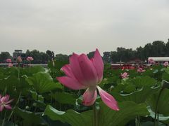 -小王府(什刹海店)