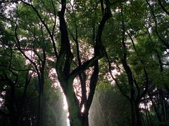 -上海市龙华烈士陵园