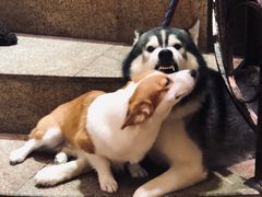 -more than meow吴止猫主题餐厅(承德 中船汇店)