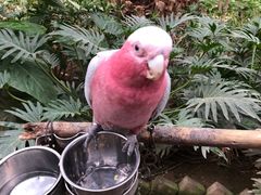 -南宫五洲植物乐园