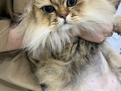 -爱洗澡的猫(天河路店)
