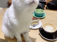 -藏猫猫咖啡主题馆(中央大道店)