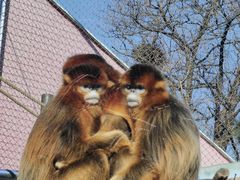 -大连森林动物园