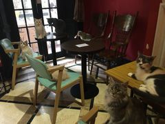 -猫色咖啡·猫咖