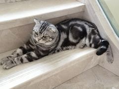 -Catmate·猫肥家润(金润铂宫店)