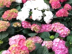 -怡花宜木鲜花店(朝阳路店)