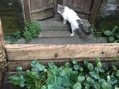 -老屋咖啡