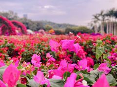-莲花山公园