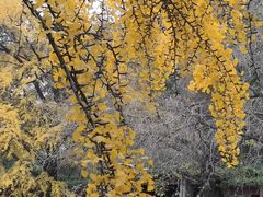 -四川大学(华西校区)