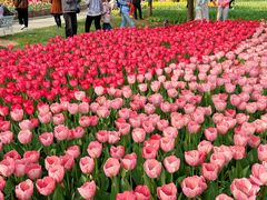 -洛阳郁金香牡丹园
