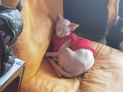 -猫咪咖啡·猫咖(万达广场店)