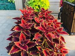 -蜜桃餐厅·伴山(湖滨商业街店)