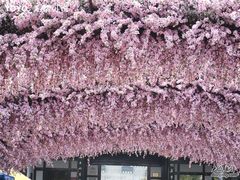 -南汇桃花村